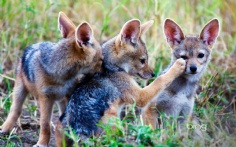 PawFaceTrio1920x120010-4-2011 2_18_07 PM Bing Desktop